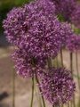 Allium stipitatum Czosnek